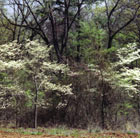 Dogwoods